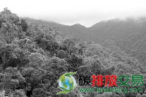尖峰嶺碳匯能力居全球熱帶雨林前列。海南日報記者 王凱 攝