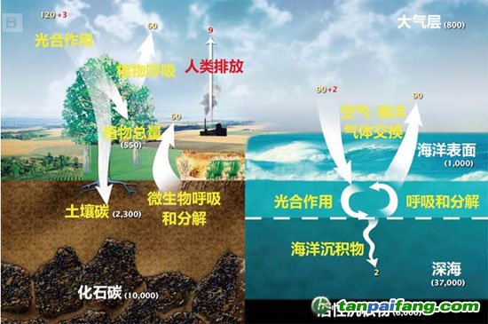 從碳在地球上的循環過程來看，森林、土壤、海洋均具備大儲量的碳匯能力。圖中數據的單位為10億噸/年。來源：NASA網站