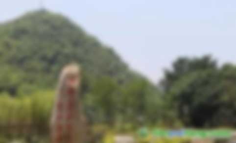 中關村綠色發展智庫專家、教授李金良：促進我國CCER林業碳匯交易的建議